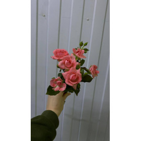 Роза спрей Барбадос 50 см