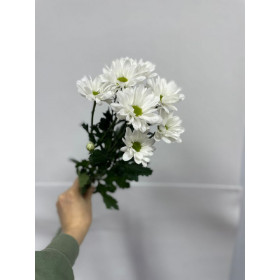 Хризантема кустовая белая 