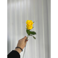 Роза Пени Лейн 60 см