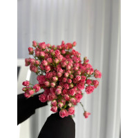 РОза спрей Пинк Хиопс