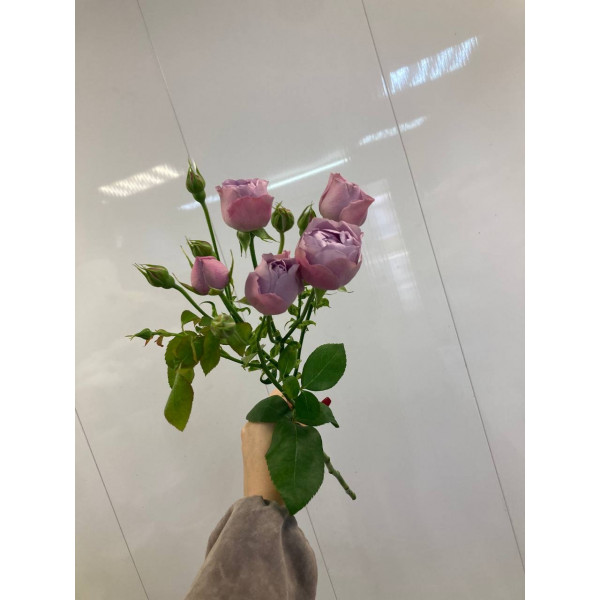 Роза кустовая Лавендер Баблс 60