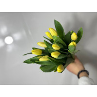 Тюльпан гладкий