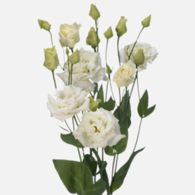 Эустома импорт