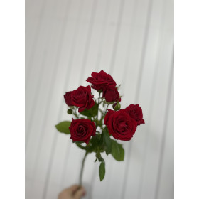 Роза кустовая Ред Дайменшн 50 см