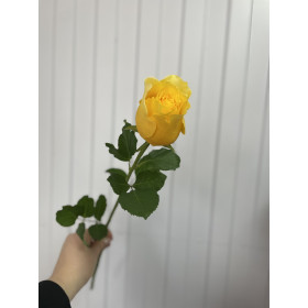 Роза Армине 60 см