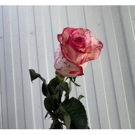 Роза Magic Times 70 см