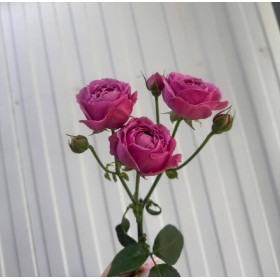 Роза кустовая Мисти баблс 60 см