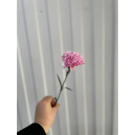 Гвоздика Pink