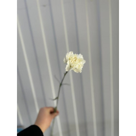 Гвоздика Polar Route