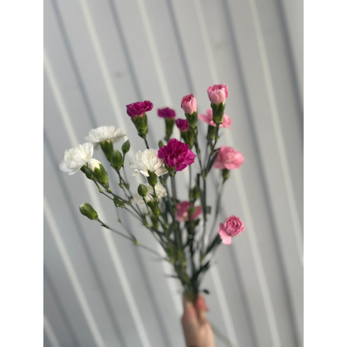 гвоздика кустовая