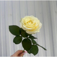 Роза Аваланж 70 см