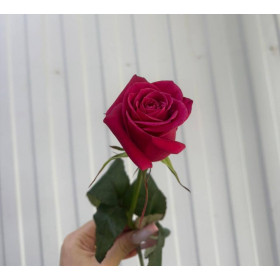 Роза Шангри -ла 60 см