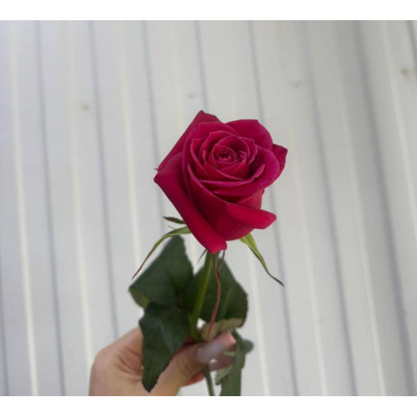 Роза Шангри -ла 60 см