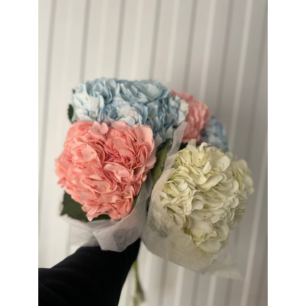 гортензия микс