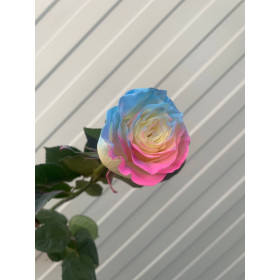 Роза Эквадор Радужная 70 см