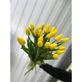 Тюльпан Стронг Голд