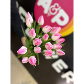 Тюльпан Фест Классик