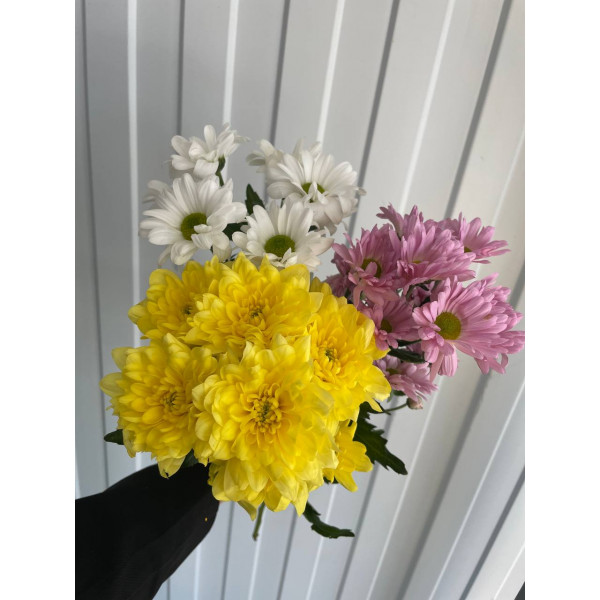 хризантема кустовая микс