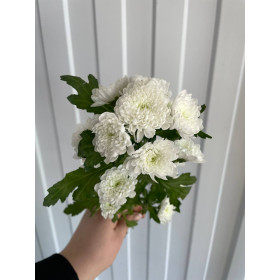 Хризантема Сантини