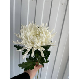 Хризантема Антонов