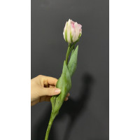 Тюльпан Финола