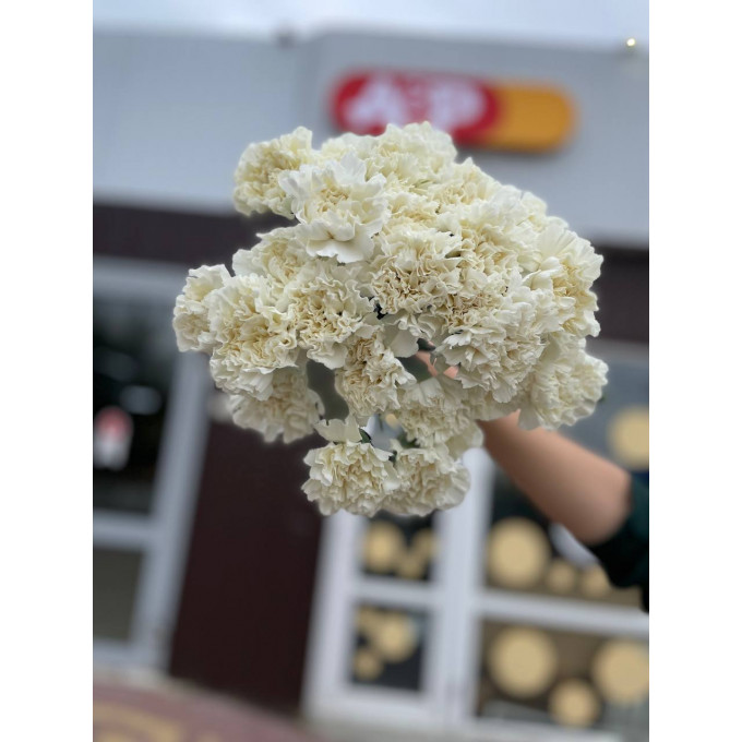 Гвоздика цветная