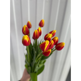 Тюльпан Ден Марк