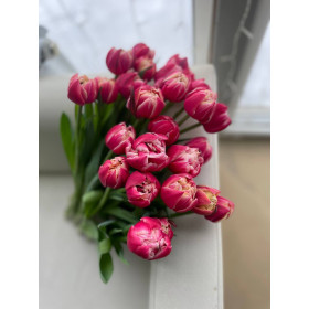 Тюльпан Калумбус