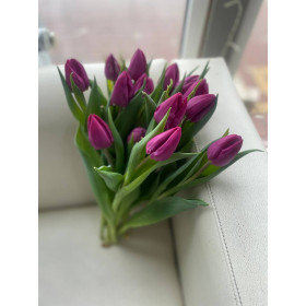 Тюльпан Пурпур Принц