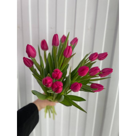 Тюльпан Пинк Ардоур