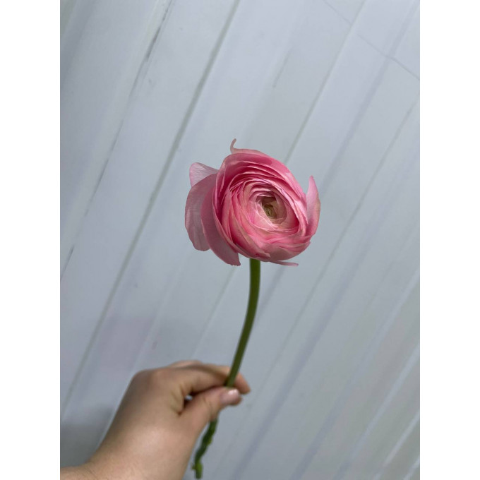 рунункулюсы