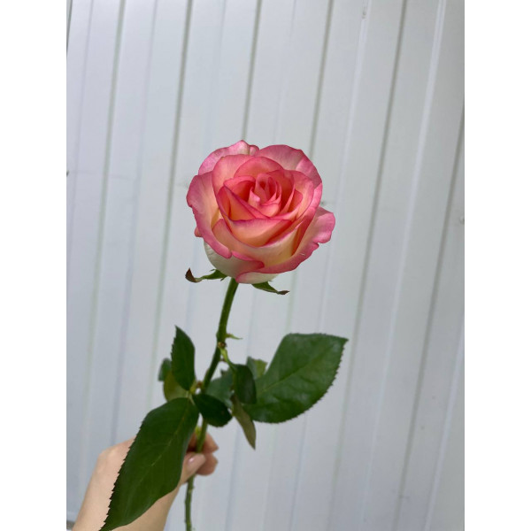 роза джумилия 60 см