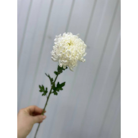 Хризантема одноголовая Рибанет