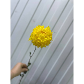 Хризантема одноголовая Магнум