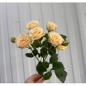 Роза Спрей Таня 50 см