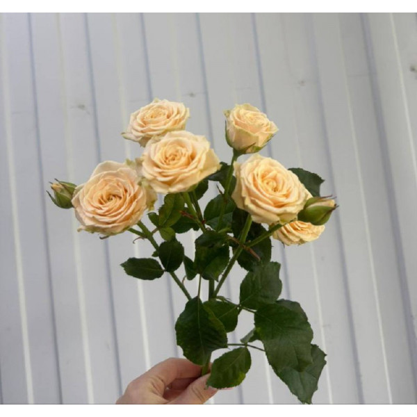 Роза Спрей Таня 50 см