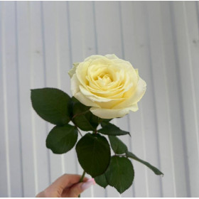 роза Аваланж 50 см