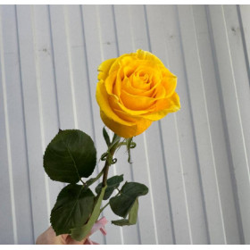 Роза Шиммер 50 см