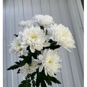 Хризантема Алтай 70 см