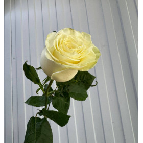 Роза Мондиаль 70 см