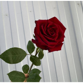 Ред Наоми 50 см