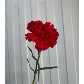 Гвоздика красная