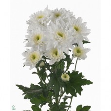 Хризантема кустовая белая (Голландия)