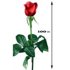 Роза 1 метр. (Голландия)