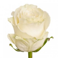 Роза Мондиаль 60 см. (Голландия)