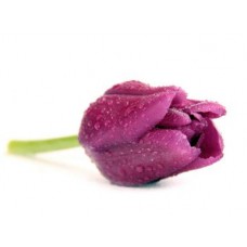 Тюльпан фиолетовый