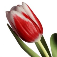 Тюльпан красно-белый (Голландия)