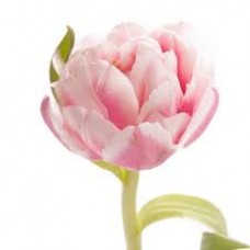 Тюльпан пионовидный розовый (Голландия)