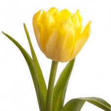 Тюльпан пионовидный желтый (Израиль)