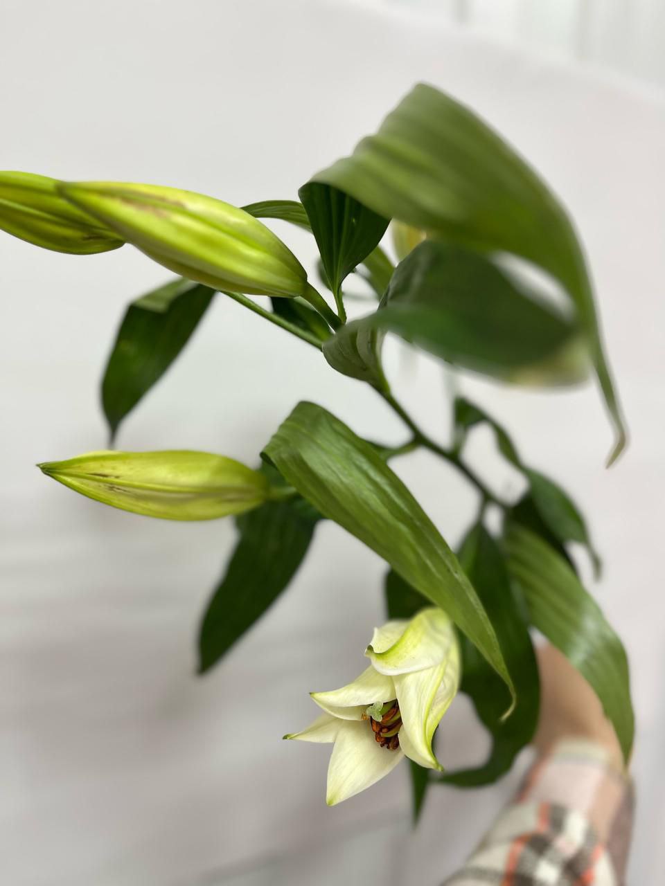 Лилия белая